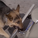 Image for article titled Time To Watch That Clip Of A Bionic Dog Grabbing A Volkswagen By The Bumper